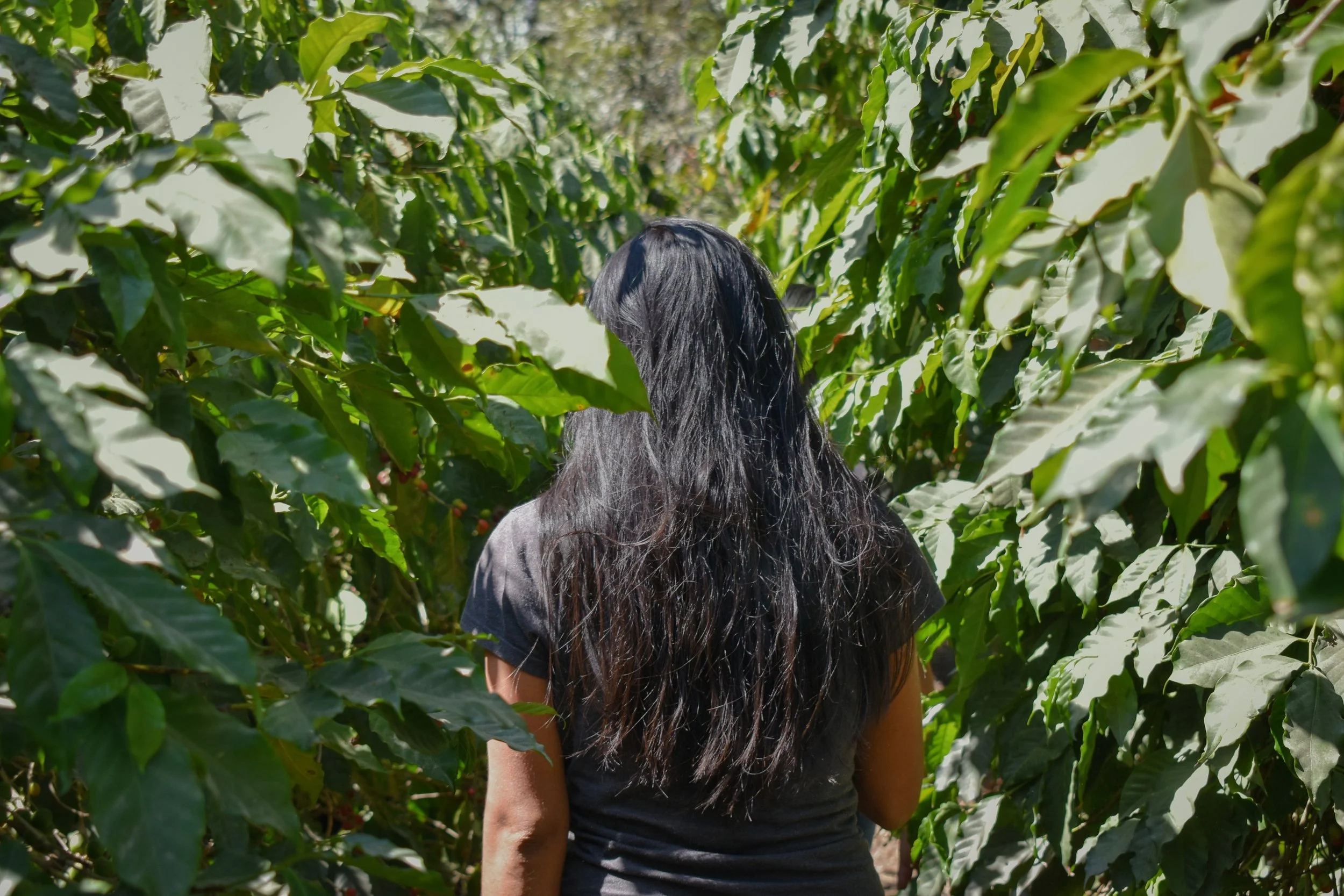 La Mujer en el Mundo del Café: Protagonistas de una Transformación Silenciosa