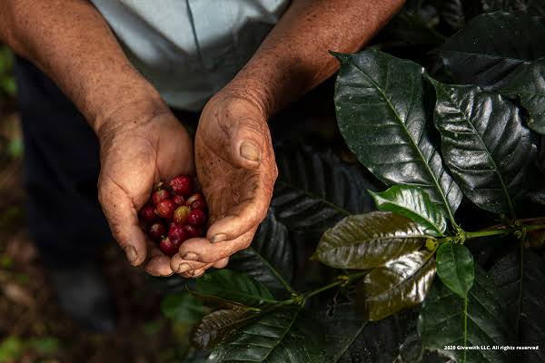 Café y Sostenibilidad: Entre la Conservación y la Producción Responsable